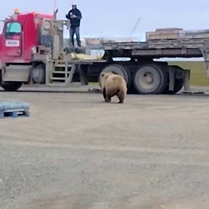 4.4K views · 1.7K reactions | Trucker's life in Alaska be like... ...
