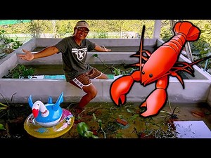 Growing CRAWFISH At Home (Small - Medium Scale Production)