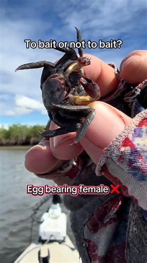 Arrr sit ye down and brace yer barnacles, for the tale of the mangrove tree crab’s reproductive
