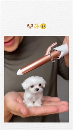 epi_chub_ on Instagram: "The video depicts a handler gently curling the fur of a small white Maltese-like dog using a hair tool, transforming its straight coat into bouncy ringlets over 15 seconds, showcasing the pet's calm demeanor and enhanced cuteness. Posted February 10, 2026, by —a creator specializing in uplifting animal clips—it exploded to 2.6 million views and 5,900 likes in under 24 hours, driven by universal appeal of pet grooming transformations that evoke joy and shares. Replies, in