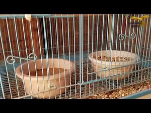 2018 GREEN CHEEKS CONURE BREEDING SEASON