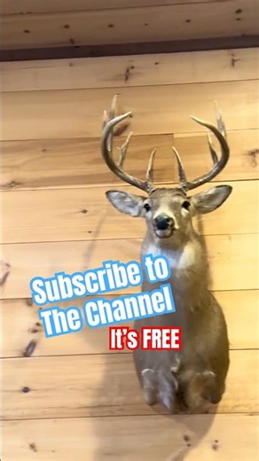 Bunch of Bucks! #shorts #bigbucks #deer #deerhunting #whitetailhunting #youtubehighfive #taxidermy