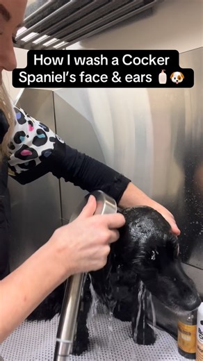 Poochie Poos Dog Grooming | Cocker Spaniel face & ear wash 🧴 Gentle handling, a facial cleanser, and thorough rinsing make all the difference. These areas need extra... | Instagram