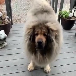 4.1K views · 148 reactions | Big floofer asks nicely for a snacko | Doggos Doing Things | Facebook