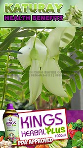 4.8K views · 41 reactions | Katuray Health Benefits Watch this!!! | KINGS Herbal Plus | Facebook