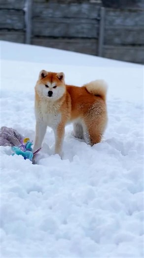 Akitas having winter fun ☃️🥶 ⠀ FOLLOW to get more 👉👉👉 @kaitoakita if you like dogs!! 🐶 © Kaito Team Akita Inu Kennel @kaitoteam_puppies | Kaito Team Akita Inu Kennel