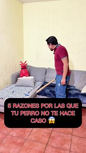 5 Razones por las que tu perro no te hace caso 😱 #perros #educacioncanina #entrenamientocanino #canecorso