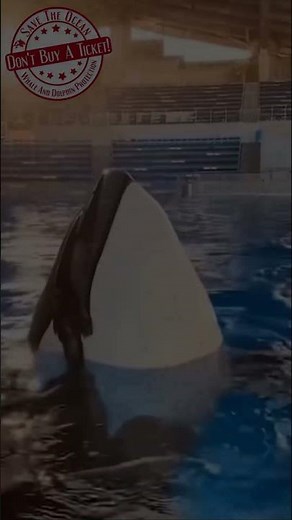 Orcas in Captivity – A Life of Suffering #seaworld #dolphin #blackfish #wildlife #blackfish