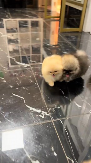 1.4K views · 11 reactions | Spitz nain 朗殺 cherche une  pour la vie殺...