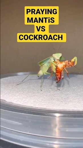 PRAYING MANTIS VS COCKROACH