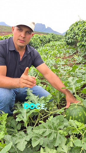 Não pode faltar este nutrientes na melancia na fase de enchimento Curso completo do manejo contato 31982481126 | Getulho Rodrigues