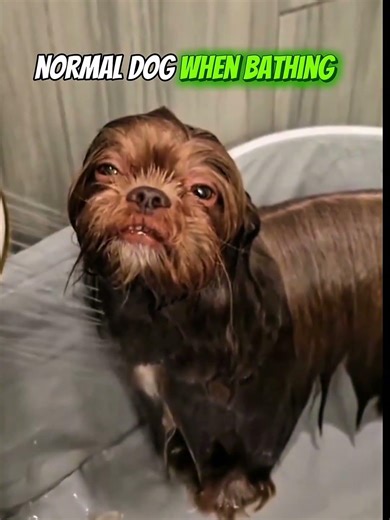 Normal dogs Vs Cool dogs #funny #dog
