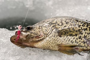 Top 10 Panfish Ice Lures of All Time - In-Fisherman