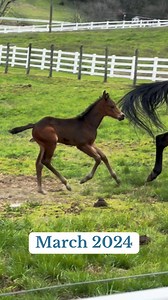 Daphne’s 9 month Transformation🐴🤎 | Katie Van Slyke