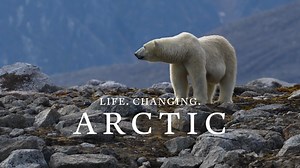 Experiencing a sailing through the Arctic can be life changing. Witnessing the wildlife, glaciers and icebergs up-close plus so much more. See it all on an AE Expedition. You can read more about AE Expeditions by visiting our blog below ↩️ https://www.paramountcruises.com/blog/introducing-aurora-expeditions/?utm_source=facebook | Paramount Cruises