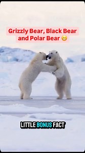 1M views · 78K reactions | Grizzly Bear, Black Bear and Polar Bear  #bears #wildlife #grizzly #polarbear | Daily.quiz404 | Facebook