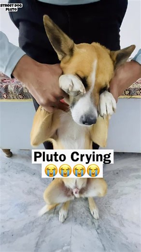 Street Dog Pluto on Instagram: "Pluto Crying But Why 😂"