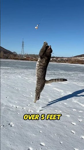 How High Can Cats Jump? | The Incredible Jumping Ability of Cats