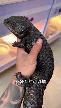 Introduce 11 species of lizards to you. Which one do you most want to pet#Exotic pet#Pet