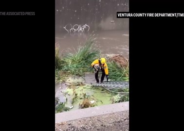 Southern California firefighters rescue dog from rising flood waters