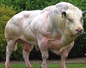 Shocking pic of muscle-bound bull sparks a 'roid rage' row online is latest viral pic of giant cow