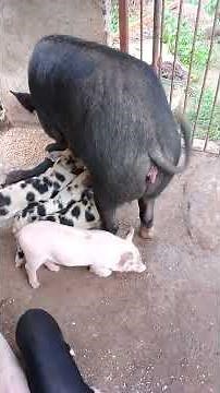 Mother Pig breastfeeding her piglets