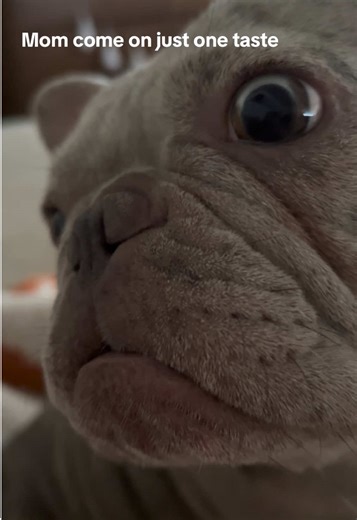 Puppy Craves Ice Cream: A Frenchie’s Funny Request!