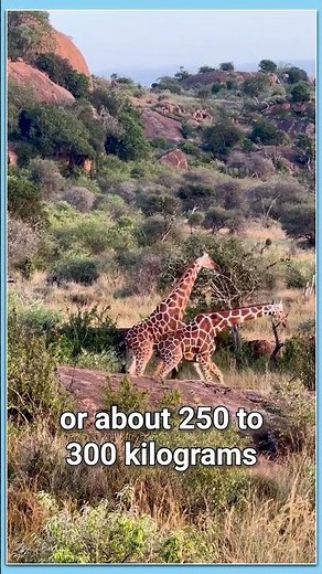 Deadly Giraffe Battle - Deadly Neck Battle | #animalshorts #wildlife