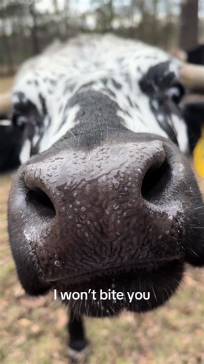 Understanding Cow Behavior: Nibbling vs. Biting