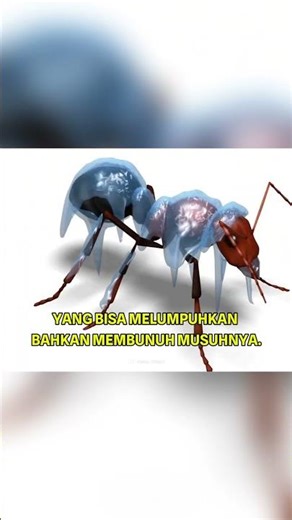 Semut Colobopsis Saundersi