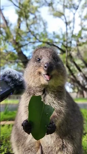 The Happiest Animal on Earth? 😍🦘 Meet the Quokka! #animals #facts