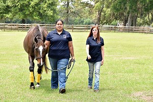 Equine Business Management Specialization Associate in Science