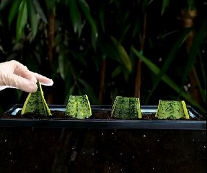 Grow plants easily with these easy gardening tips! | Green Bean