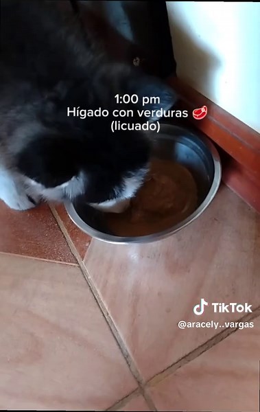 Tan divina 💕 #paratiiiiiiiiiiiiiiiiiiiiiiiiiiiiiii #fpy #comidaparaperros #viral