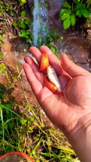 Catch beautiful aquarium fish in small pond baby turtles, eel, pencil fish, nemo fish, koi, rat fish