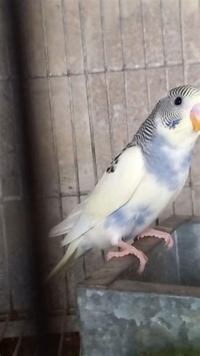 My budgir #shorts #short #viral #trending #birds