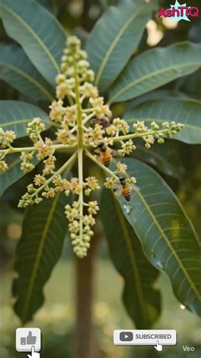 Mango seed to fruit #mangotree#mangogrowing#seedtofruit #shorts #tranding #ashtiq