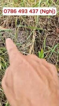 Simple and effective ways to trap spiny rats #spinyrattrap