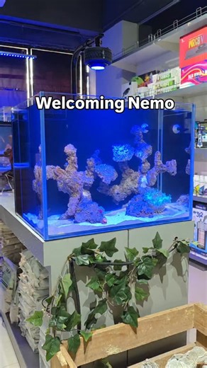 THE AQUA MACHINE | AQUARIUM DESIGNER on Instagram: "Finding Nemo vibes ✨️ #trending #aquarium #clownfish #nemo #findingnemo #marine #saltwateraquarium"