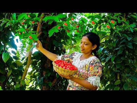 jambu curry to cook during the village fruit season /Java apple recipes | mali cooking in nature