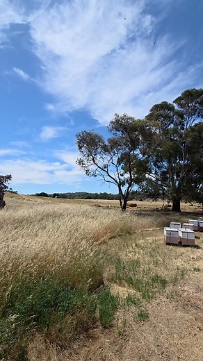 The last paddock about 80ha left to go #australianfarming #balinghay #agriculture #hay #country #SouthAustralia #haybales #farmlife #crops #cuthay #haybales | Sunnyhill Arable
