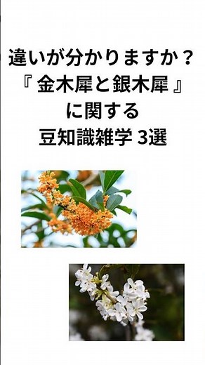 違いが分かりますか？『金木犀と銀木犀』に関する豆知識雑学3選 #金木犀 #銀木犀 #雑学 #shorts