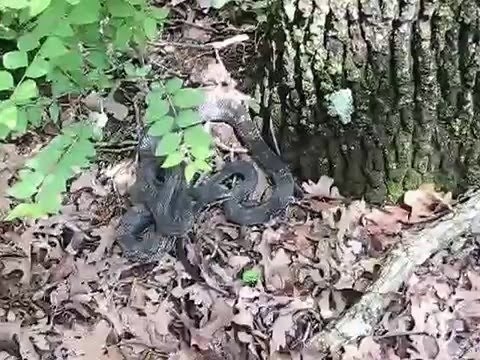 Immature black rat snake vibrating tail in dry leaves - Batesian mimicry of rattlesnake.
