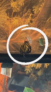 6.6K views · 113 reactions | Get ready to be amazed! 曆✨ Witness the magical moment when a monarch butterfly bursts out of its chrysalis and prepares for its first flight. 曆 It's like watching a superhero reveal its secret identity! 隸‍♂️襁 | Science North & Dynamic Earth | Facebook