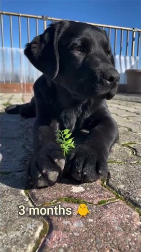 dark black labrador transformation once again #black #dog