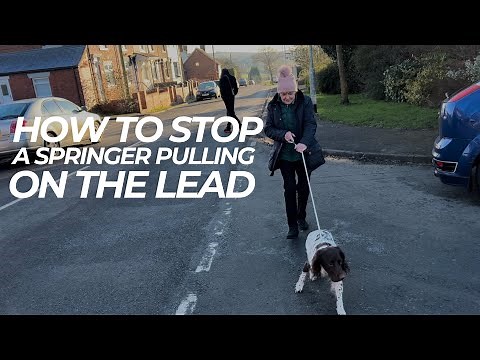 How To Stop A Springer Pulling On The Lead | The Dog Therapist