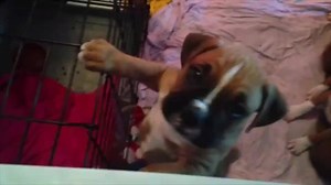 Adorable boxer puppy sings along to a violin | Funny Dog Videos