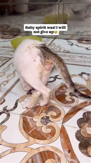 met a road accident🥹 #cats #cat #pets #pet #dog #dogs #animal #animals #youtube #youtubeshorts