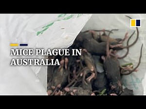 Mice plague overwhelms farmers in Australia