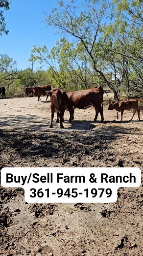 Its a gorgeous day The Promise Land . Let everything that has breath Praise the Lord! 🙌🙏❤️ | Promise Land Beefmasters